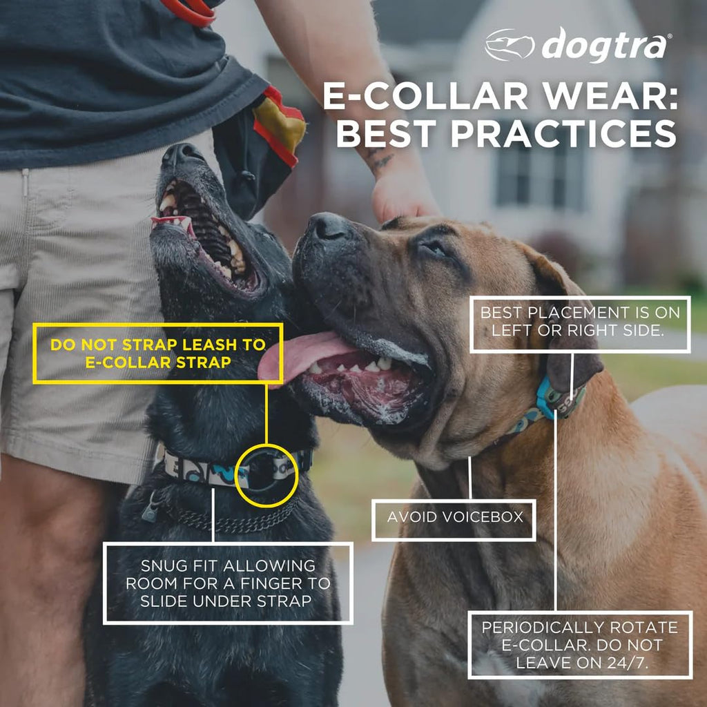 Waterproof Dog Training Collar with Remote F855