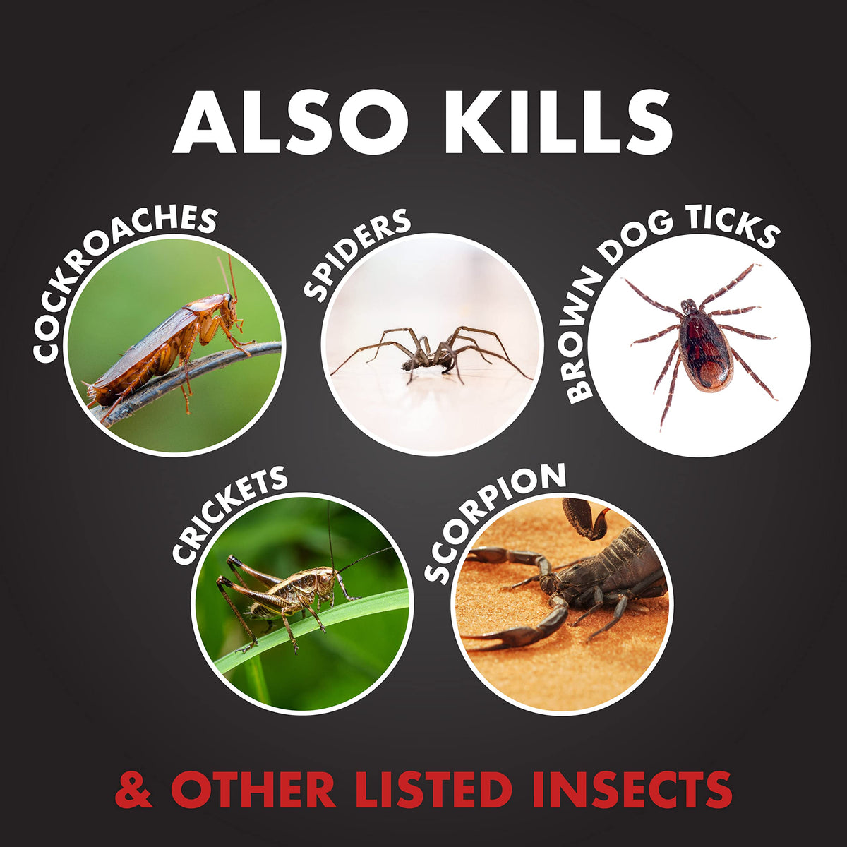 Ant Shield Insect Killer Aerosol 15 Oz D304
